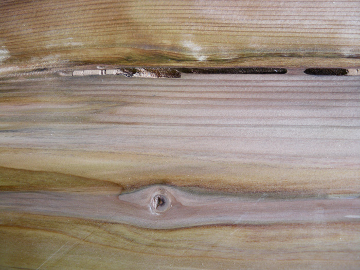 幼木時のスギノアカネトラカミキリの幼虫による食跡 百年杉の加藤木材